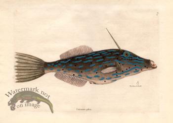 Catesby Fish 10